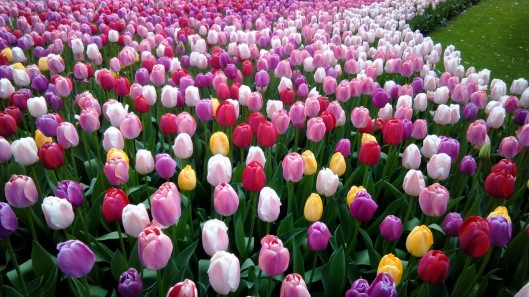 17 purple tulips