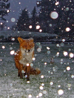garden_fox_in_snow